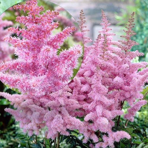 Astilbe chinensis 'Heart and Soul' - Hiina astilbe 'Heart and Soul' C2/2L